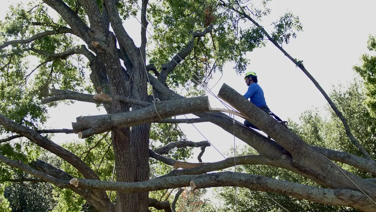 Professional Hazardous Tree Removal performed by certified arborists in Grimes