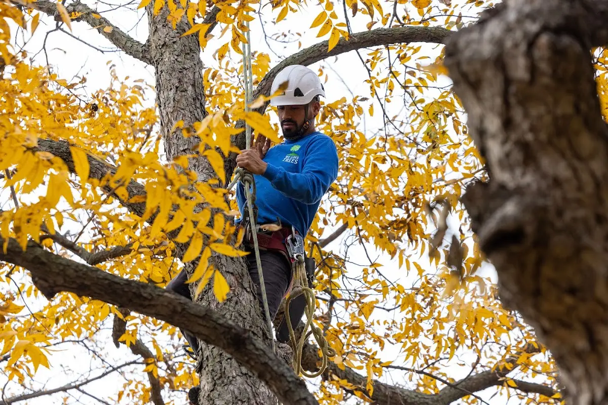 Skilled Tree Pruning crew working in Grimes